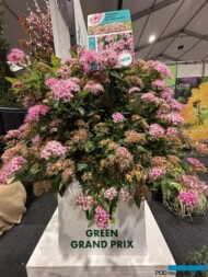 Spiraea japonica ‘JW1’ (RICK STAR®_Green Grand Prix_GrootGroenPlus 2025_fot. A-Cecot