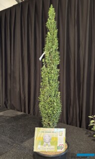 Ilex crenata ‘Ermany Tower_Green Grand Prix_GrootGroenPlus 2025_fot. A-Cecot