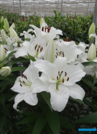 Lilia Tisento_fot. A-Cecot