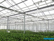 Kwiaty lilii szklarniowych prawie gotowe do zbioru_plantacja Klaver Lilies_fot. A-Cecot