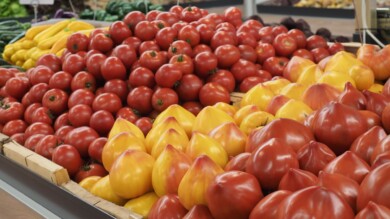 Pomidor Flamasun (w środku), fot. Hazera