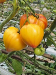 Pomidor Flamasun (fot. Hazera)
