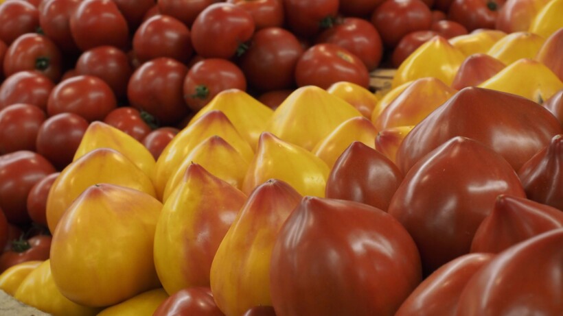 Pomidor Flamasun (fot. Hazera)