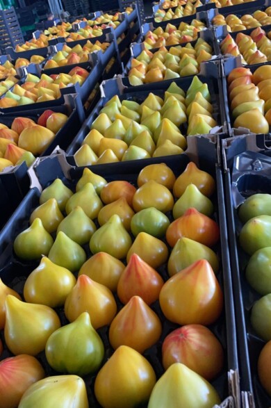 Pomidor Flamasun (fot. Hazera)