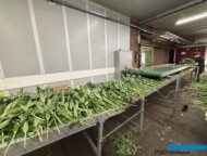 Kwiaty cięte lilii, które nadają się do dalszej "obróbki", trafiają na taśmociąg i wędrują w kierunku robota_Klaver Flowers_fot. A-Cecot