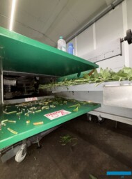 Robot Furora Lily sortujący kwiaty lilii najpierw przycina łodygi do wymaganej długości_Klaver Flowers_fot. A-Cecot