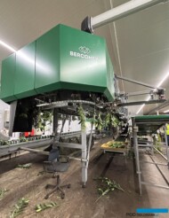 Robot sortujący Furora Lily firmy Bercomex_gospodarstwo Klaver Flowers_fot. A-Cecot