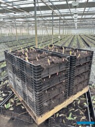 Skrzynki z rosnącymi liliami przygotowane do ustawienia na zagonach_Klaver Flowers_fot. A. Cecot