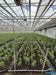 Plantacja lilii szklarniowych_początkowy etap uprawy_Klaver Flowers_fot. A. Cecot
