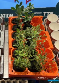 Palety wielodoniczkowe Air Tray®_stoisko firmy TTS _GrootGroenPlus 2025_fot. A-Cecot