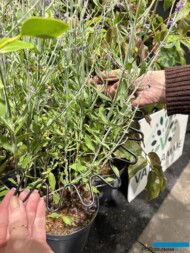 nowa obejma do krzewów_firma AGRO CARE_ _GrootGroenPlus 2025_fot. A-Cecot