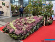 Stoisko szkolki Zymon_paw ze skalnic zarzyczkolistnych i lisci magnolii_Gardenia 2025_fot. A-Cecot