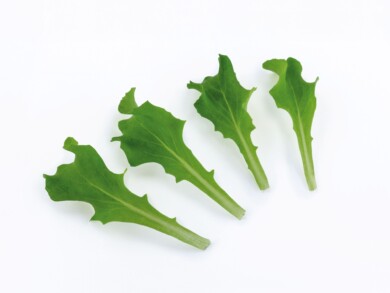 Sałata Maverick (fot. Cora Seeds)