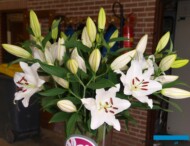 Lilie Santander_Klaver Lilies_fot. A-Cecot