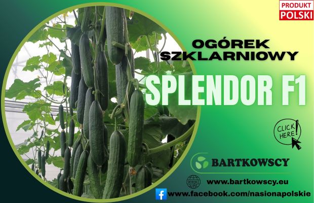 SPLENDOR F1 (4) (002) Bartkowscy