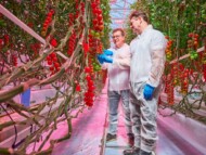 Doświadczenie firm Signify i Grodan w niskoenergatycznej uprawie pomidora szklarniowego (fot. Signify)gnify)