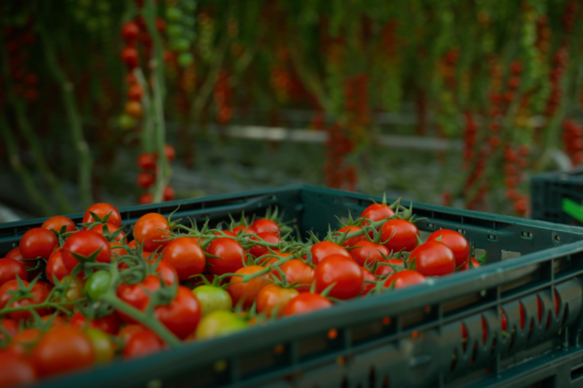 Wykorzystywanie zaawansowanych rozwiązań AI w uprawie pomidorów szklarniowych pozwala uzyskiwać wysokie, dobrej jakości plony (fot. Source)
