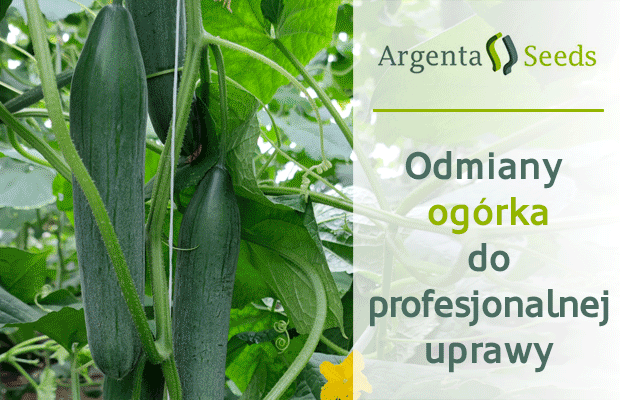 ArgentaSeeds_12-2025_620x400_ogorek