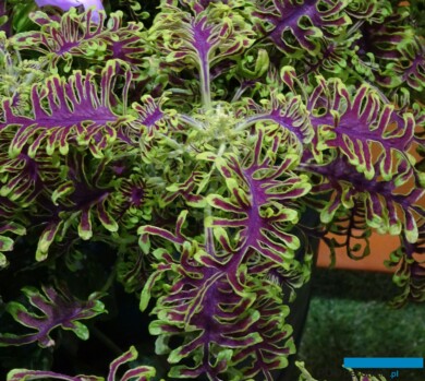 Coleus Skeletal® (fot. A. Cecot)