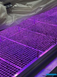 szklarniotron_doświetlanie LED_Vitroflora 2025_fot. A-Cecot