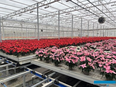 W uprawie dominowały wielopędowe okazy - odmian z grupy Premium - w doniczkach o średnicy 13 cm (fot. A. Cecot)