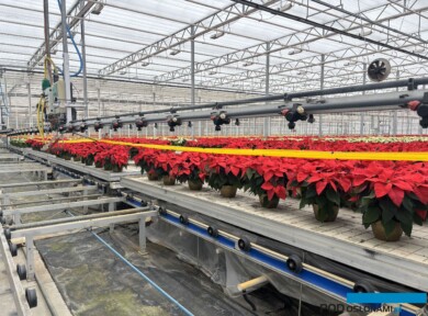 Poinsecje_Vitroflora 2025_Żółte taśmy lepowe przymocowane do ramienia nawadniającego są przydatne w ochronie roślin przed szkodnikami, takimi jak mączliki (fot. A. Cecot)