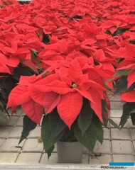 Poinsecja_Euphorbia-pulcherrima_Premium Red_Vitroflora 2025_m_fot. A-Cecot