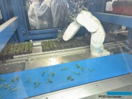robot z ramieniem przemysłowym_sadzenie roślin rozmnożonych in vitro do doniczek paper pot_ Vitroflora 2025_fot. A-Cecot