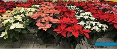 W uprawie w Vitroflorze były różne odmiany poinsecji, ale dominowały te z hodowli firmy Dümmen Orange (fot. A. Cecot)