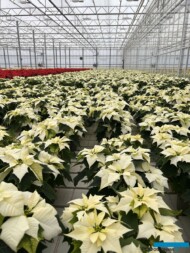 Poinsecja_Euphorbia pulcherrima_Alaska_Vitroflora 2025_fot. A-Cecot