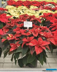 Poinsecja_Euphorbia pulcherrima_Superba New Glitter_Vitroflora 2025_fot. A-Cecot