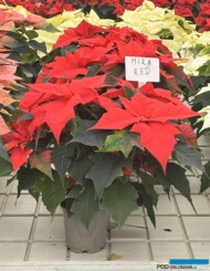 Poinsecja_Euphorbia pulcherrima_Mira Red_Vitroflora 2025_fot. A-Cecot