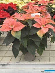 Poinsecja_Euphorbia pulcherrima_Viking Cinnamon_Vitroflora 2025_fot. A-Cecot