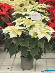 Poinsecja_Euphorbia pulcherrima_Alaska_Vitroflora 2025_fot. A-Cecot