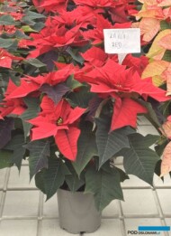 Poinsecja_Euphorbia pulcherrima_Kayla Red_Vitroflora 2025_fot. A-Cecot