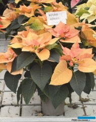 Poinsecja_Euphorbia pulcherrima_Autumn Leaves_Vitroflora 2025_fot. A-Cecot