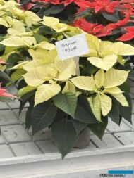 Poinsecja_Euphorbia-pulcherrima_PremiumPolar_Vitroflora 2025_m_fot. A-Cecot