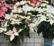 Euphorbia J'Adore Soft Pink i J'Adore White Pearl_Vitroflora 2025_fot. A-Cecot