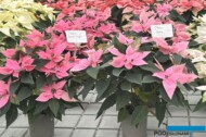Euphorbia J'Adore Dark Pink i J'Adore Pink_Vitroflora 2025_fot. A-Cecot