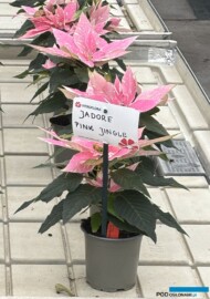 Euphorbia_J'Adore Pink Jingle_Vitroflora 2025_fot. A-Cecot