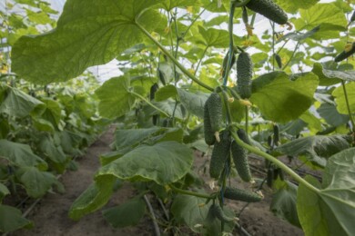 Ogórek odmiana Kybria F1, fot. Rijk Zwaan