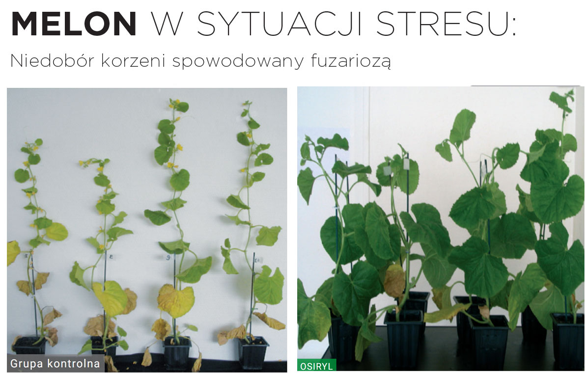Wpływ biostymulatora Osiryl na rozwój roślin melona