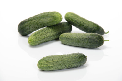 Ogórek odmiana Teslin F1, fot. Sakata