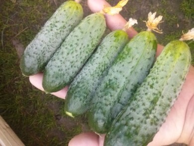 Ogórek odmiana Anya F1, fot. EJA