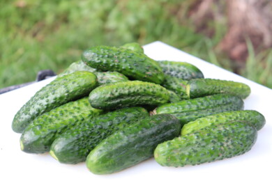 Ogórek odmiana Bard F1, fot. firmowe