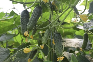 Ogórek odmiana Cantara RZ F1, fot. Rijk Zwaan