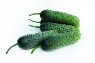Ogórek odmiana Capricorn 311 F1, fot. Yuksel Seeds