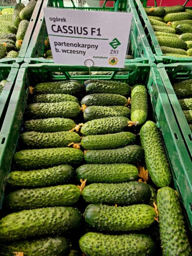 Ogórek odmiana Cassius F1, fot. PNOS
