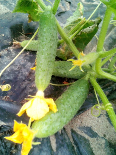Ogórek odmiana Gracie F1, fot. EJA