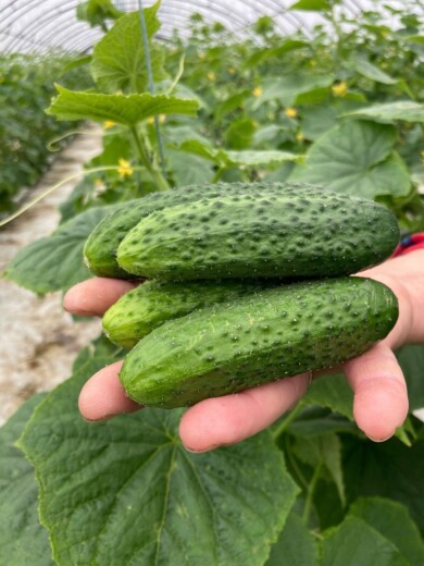 Ogórek odmiana Madeira F1, fot. Seminis